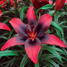 a red and black flower in the middle of some green leaves with other flowers behind it