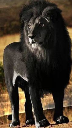 a large black lion standing on top of a dirt field