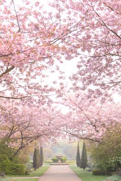 the walkway is lined with pink flowers and trees