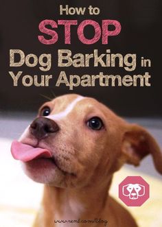 a dog sticking its tongue out with the title how to stop dog barking in your apartment