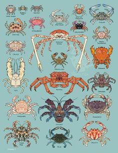 different types of crabs and their names