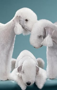 two white dogs are standing next to each other on a blue background with the dog's head down