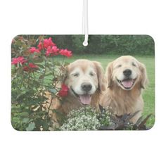 two golden retriever dogs standing next to each other in front of flowers and bushes