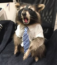 a raccoon wearing a shirt and tie sitting in an office chair with its mouth open