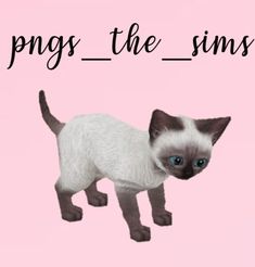 a siamese cat standing on top of a pink background with the words pings - the - sims