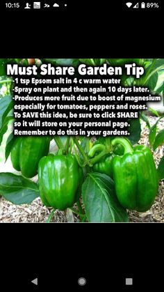 green peppers growing in the garden with information about how to grow them and what to use them