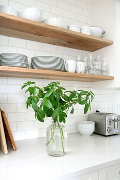 a potted plant sitting on top of a kitchen counter