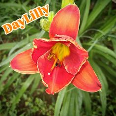 a red flower with the words day lily on it's front and bottom corner