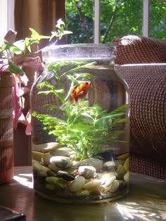 a fish in a jar filled with rocks and plants