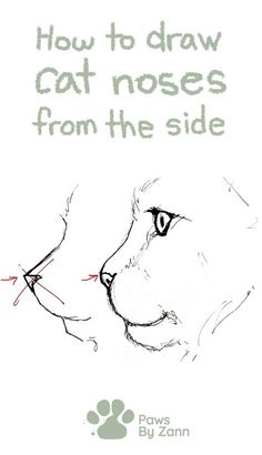 a drawing of a cat's face with the words how to draw cats noses from the side