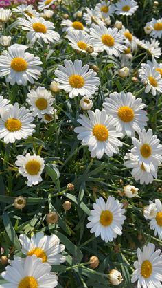 many white and yellow flowers in a field