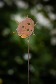 a lady bug on top of a metal stick