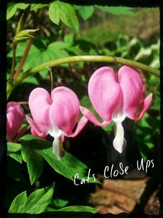 pink flowers are blooming in the woods