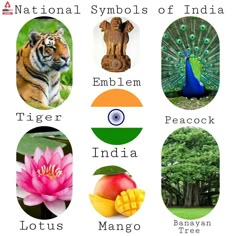 the national symbols of india include tigers, peacocks, lotuses and mango trees