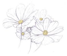 three white flowers with yellow centers are shown in this sketching style drawing by hand