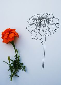 an orange flower sitting on top of a white table next to a drawing of a flower