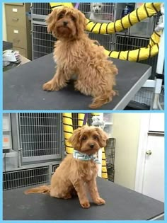 two pictures of a brown dog sitting on top of a table