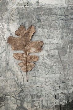 an oak leaf is placed on the concrete wall, with peeling paint and chipping