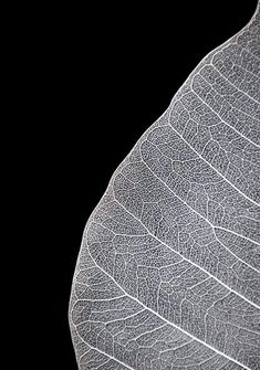 a close up view of a leaf's structure