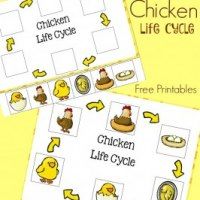 chicken life cycle printables for kids to learn how to write and draw them