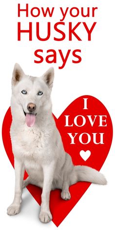 a white dog sitting in front of a red heart with the words how your husky says i love you