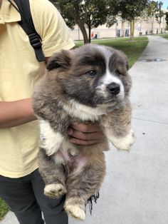 a man is holding a puppy on the sidewalk