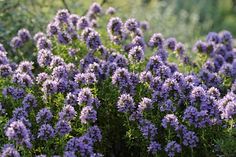 some purple flowers are growing in the grass