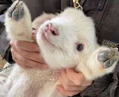 a person holding a small white animal in their hands and wearing a chain around its neck