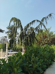 a car is parked in front of some trees