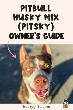 a brown and white dog with the words pitbull husky mix owner's guide