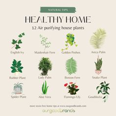 a poster with different types of house plants