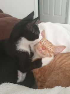 two cats cuddle together on a bed