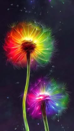 two colorful dandelions are in the dark