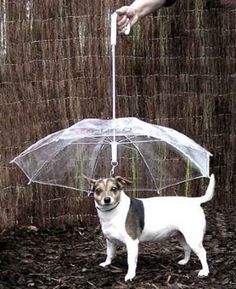 a small dog is standing under an umbrella