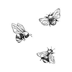 three bees flying in the air with their wings spread out, vintage line drawing or engraving style