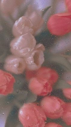 red and white flowers are floating in water