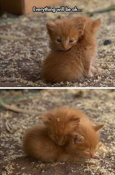 two pictures of kittens playing with each other and captioned to the same cat