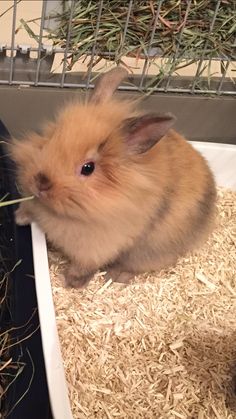 a small brown and white rabbit sitting in a cage with hay on top of it