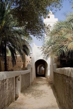 an alley way with palm trees lining both sides and a white building in the background