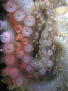 an octopus is hiding in the coral with its eyes open and it's tentacles curled up