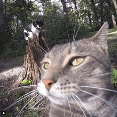 a cat is standing on top of a tree stump and another cat is looking at the camera