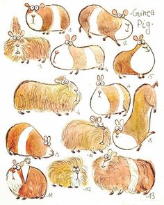 an image of guinea pigs in different positions