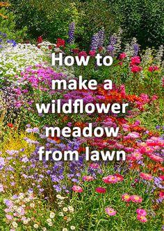 a field full of flowers with the words how to make a wildflower meadow from lawn