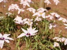 some white and purple flowers in the dirt