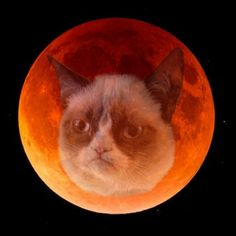 a grumpy cat sitting in front of the moon