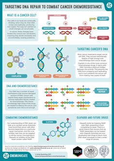 Dna Poster, Biology Poster, Medicinal Chemistry, Molecular Genetics