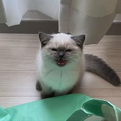 a white and grey cat sitting on the floor next to a green bag with it's mouth open