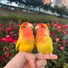 two yellow and red birds sitting on top of each other's fingers in front of flowers