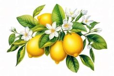 lemons with white flowers and green leaves on a branch, painted by hand in watercolor