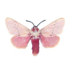 a pink and white moth on a white background